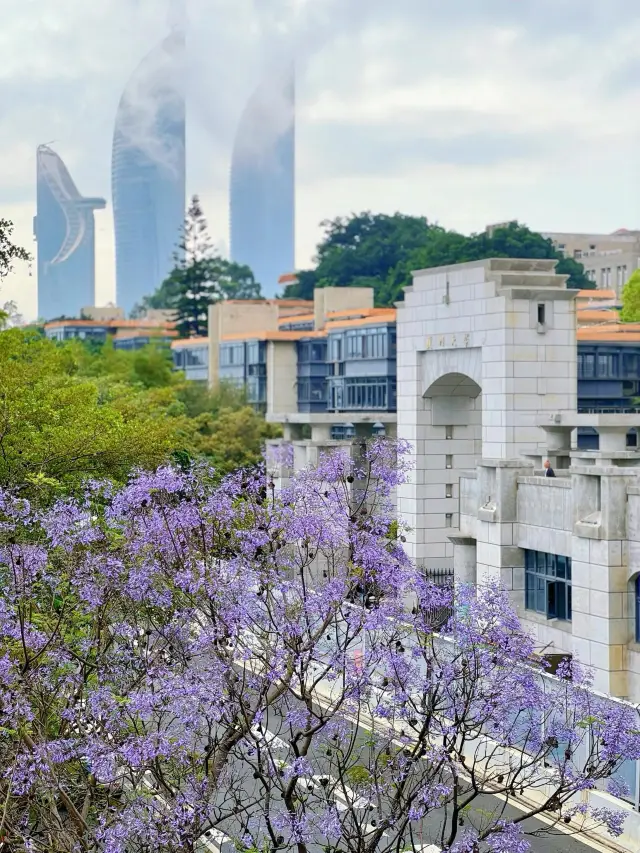 The Jacaranda trees at the entrance of Xiamen University's Baicheng Tunnel are in bloom