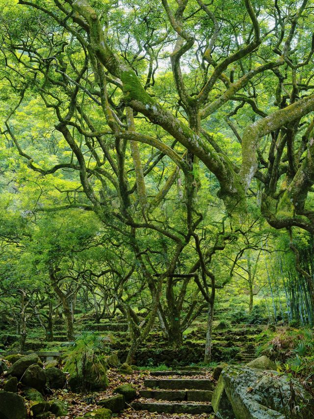 廣州邓山觀星小鎮的古榄園，一個連本地人都鮮為人知的綠意天地