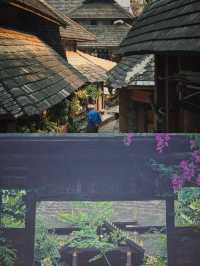 【景迈山】有五片栽培型古茶林
