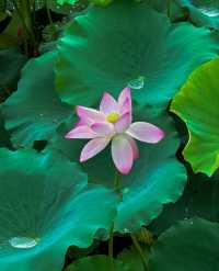 不僅有荔灣湖，廣州螺湧公園的荷花也開啦