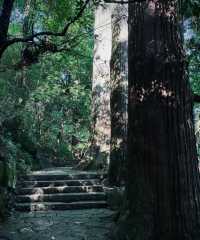 天目山大樹王