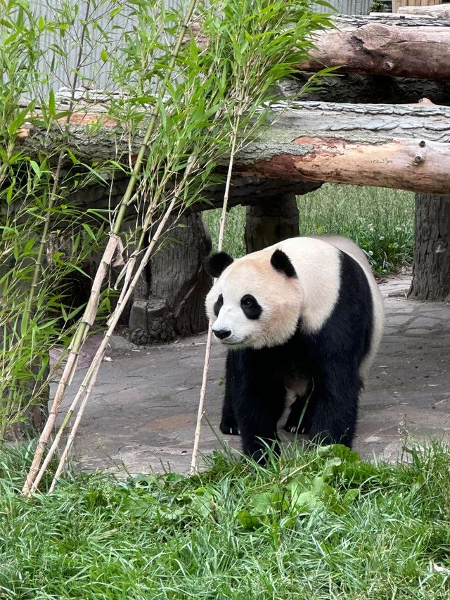 神樹坪的貓貓都乖慘了。