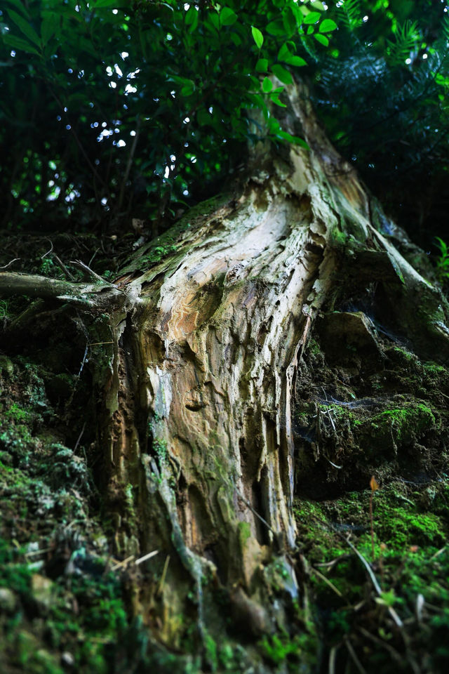 是雁蕩山獨屬的風景