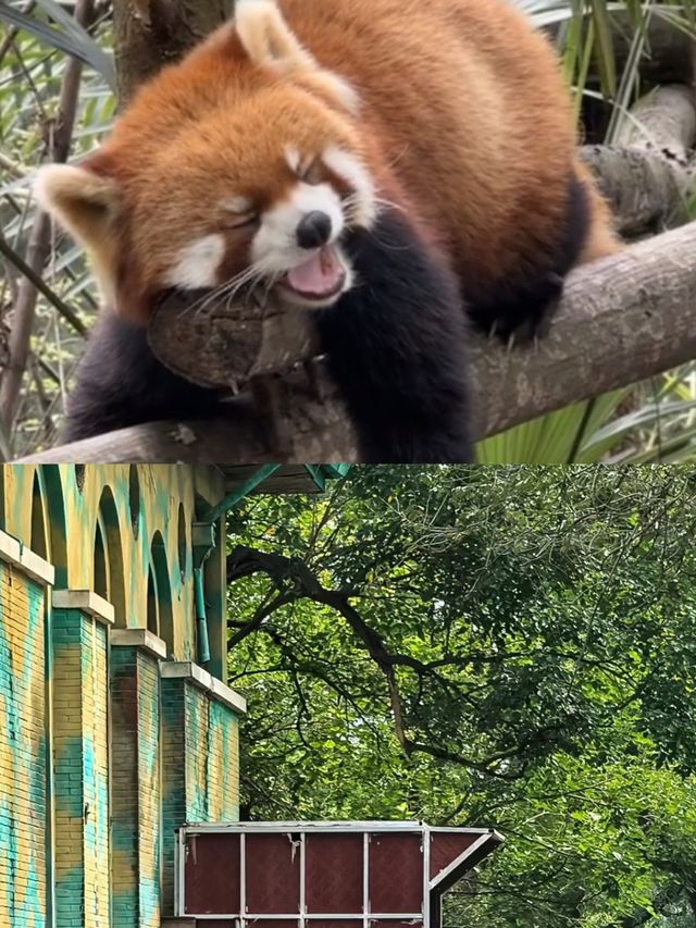 哈爾濱北方動物園，暑假溜娃好去處