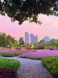 在佛山市區我找到了隱藏起來的花海公園