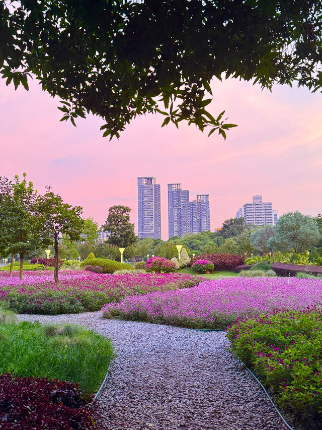 在佛山市區我找到了隱藏起來的花海公園