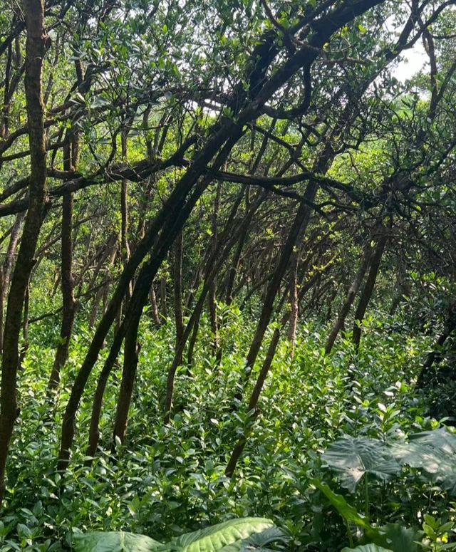 終於打卡了深圳最難約的公園！