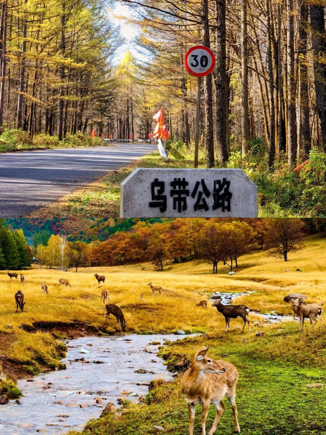 這不是內蒙古也不是新疆,而是一個秋季小眾秘境。