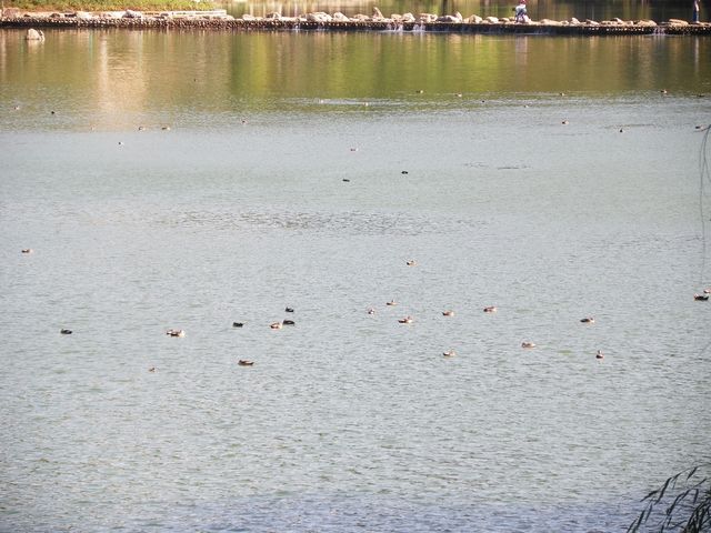 和順古鎮野鴨湖。