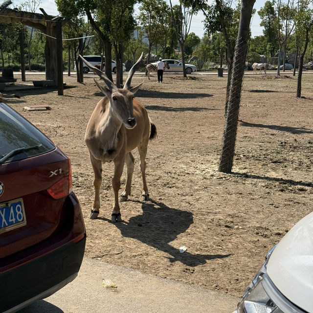 Splash, Soak, and Safari: Family Adventures at Nanjing's Ziqing Lake Splash, Soak, and Safari: Family Adventures at Nanjing's Ziqing Lake