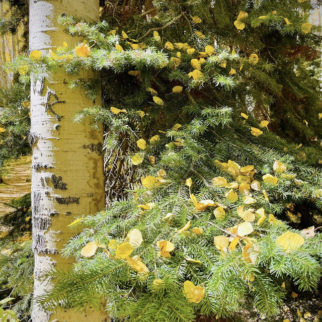 Colorado Fall Colors 