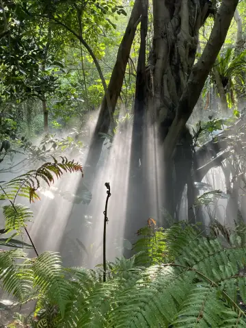 廈門植物園｜別睡懶覺！一定要早去才好看。