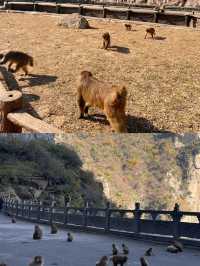 五龍口風景區，以獼猴溫泉為特色山岳型景區！！！
