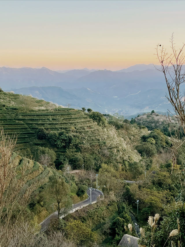 開車兩小時也要看的夕陽，在這座茶山。