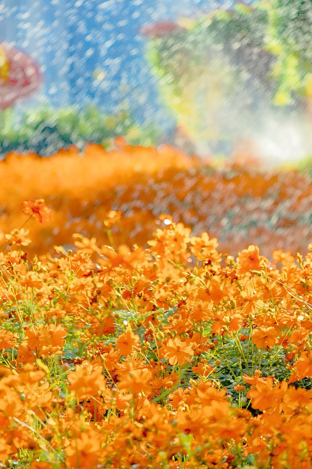 佛山花海千燈湖公園硫華菊盛裝出戰。