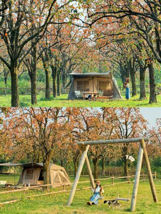 The persimmon forest of my dreams was so beautiful when I saw it in Chang'an. I had been looking for it for 2 years!