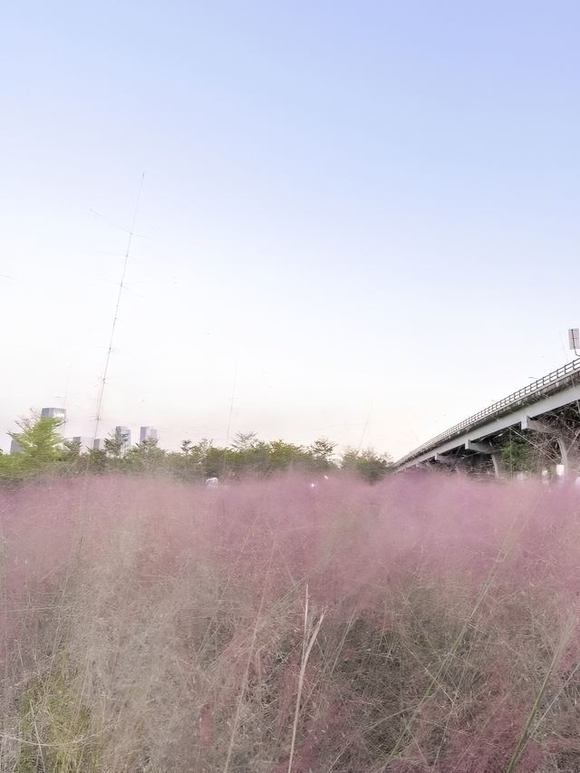 秋日專屬浪漫，解鎖深圳絕美粉黛花海！