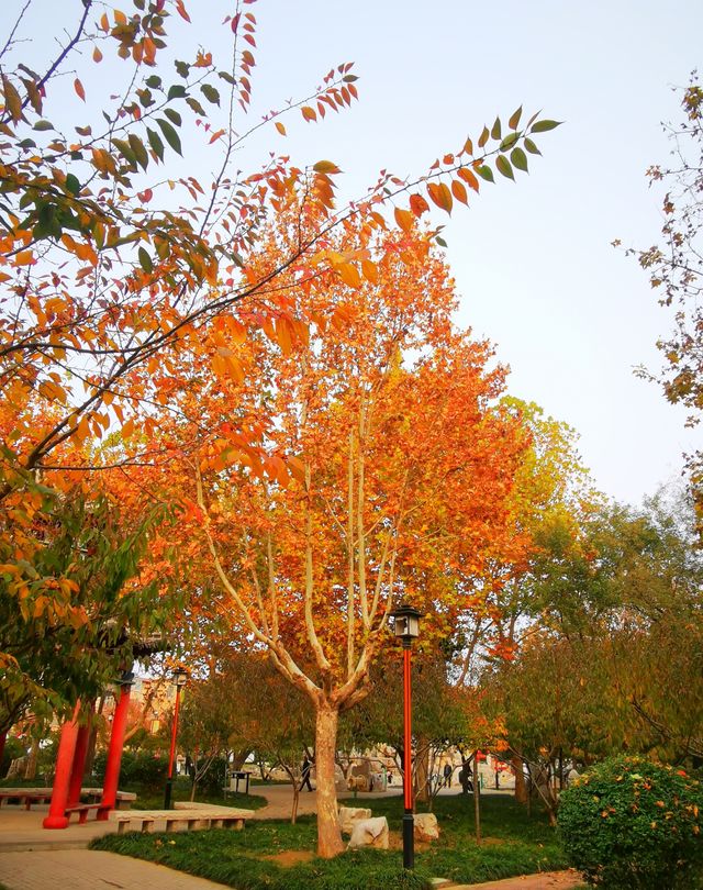 安丘市人民公園。