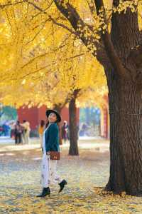 紅牆銀杏，中山公園秋色太美了。