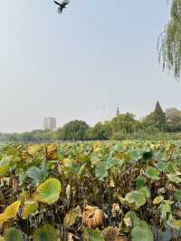 4天玩遍山東濟南-泰山-曲阜超詳細攻略來啦。