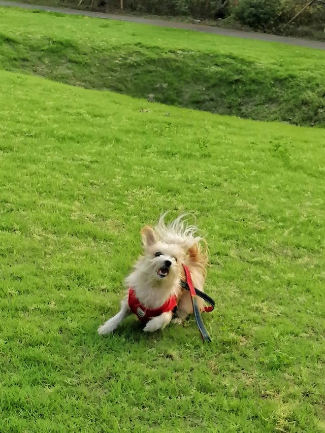 虎丘濕地公園探秘 | 水杉仙境究竟藏在哪？。