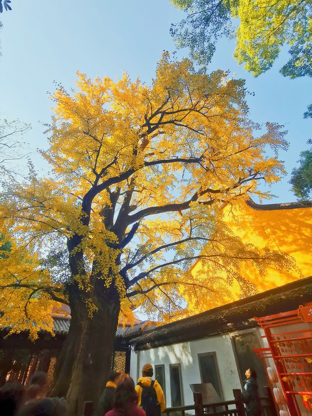 擁有千年古銀杏的能仁寺