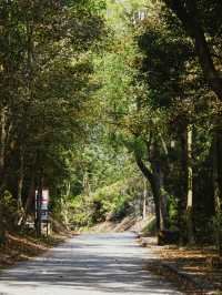 大欖郊野公園｜麥理浩徑第十段千島湖清景台