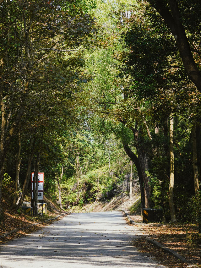 大欖郊野公園｜麥理浩徑第十段千島湖清景台