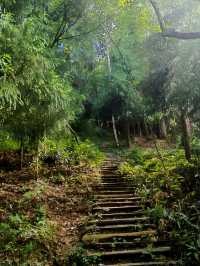 踏入黃茅尖原始森林，邂逅現實版綠野仙蹤！