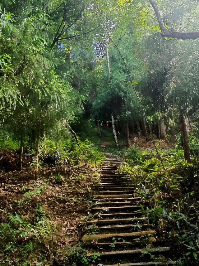踏入黃茅尖原始森林，邂逅現實版綠野仙蹤！