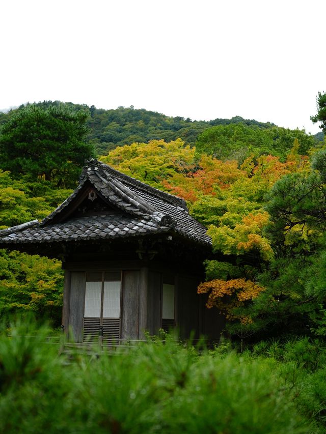 6天深度遊日本 要去景點大揭秘