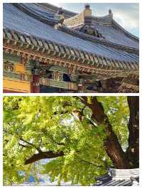 歡迎來到密陽，感受韓國的文化與自然之美