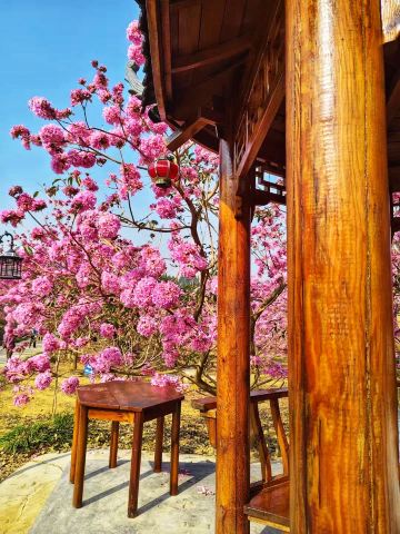 綠美生態園｜紫風鈴花遊玩攻略｜Trip.com 江門