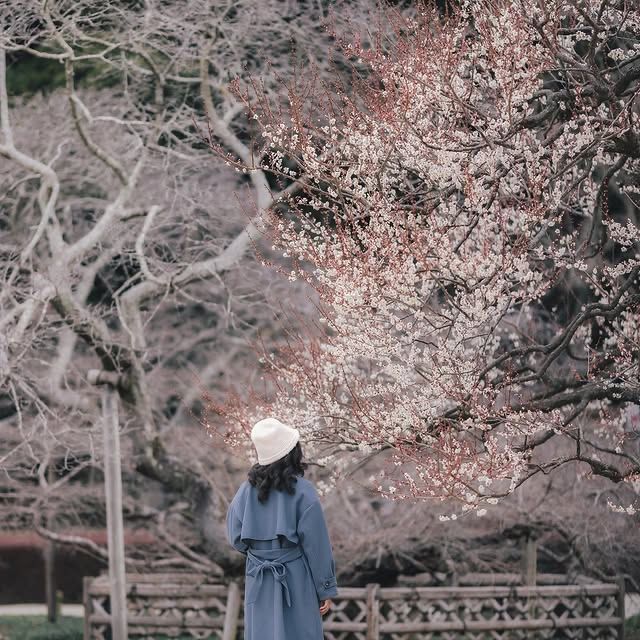 "水戶偕樂園：徜徉在千年梅花的詩意夢境中" 