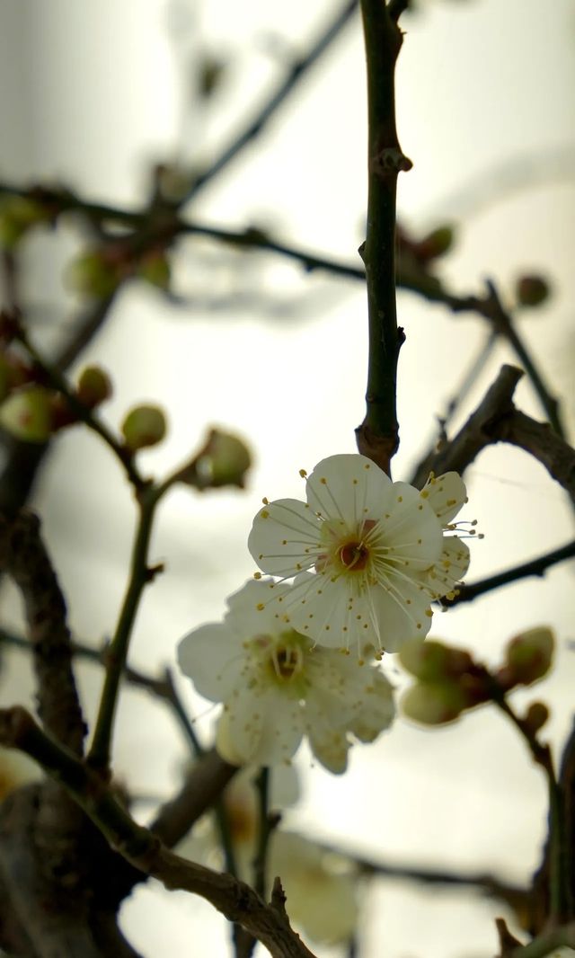 藏在石家莊市區的「春意盎然」