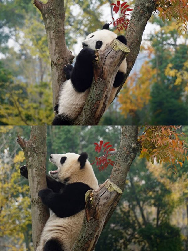 兩天一夜成都旅遊‖避坑攻略