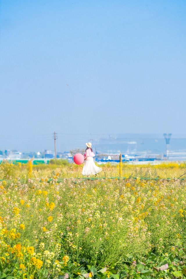 廣州油菜花海
