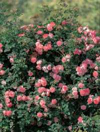 漫步薔薇花海：擁抱美好與寧靜