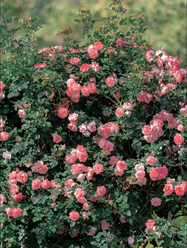 漫步薔薇花海：擁抱美好與寧靜