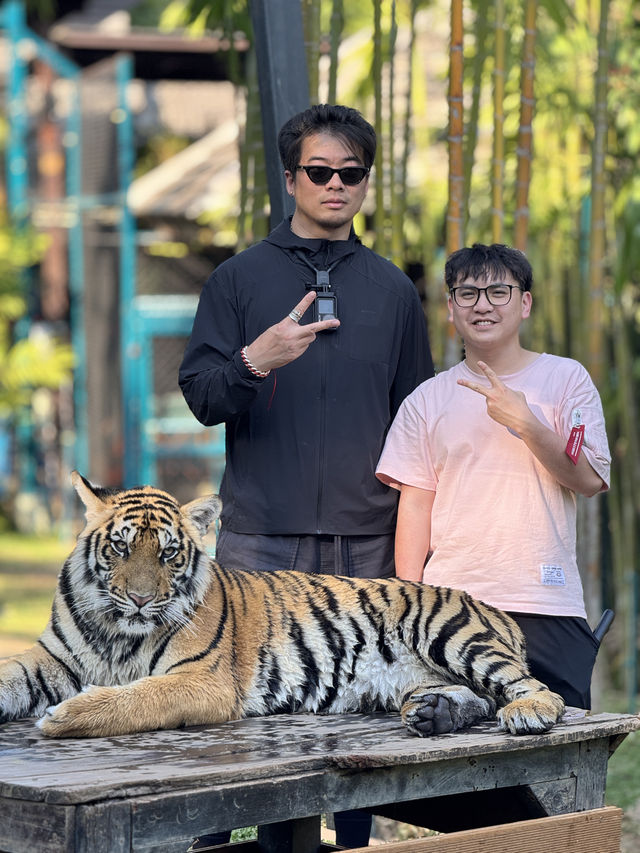 跟奶爸環球旅行 | Tiger Kingdom 