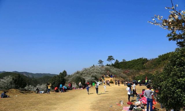 杭州周邊賞梅勝地安吉梅花溝。