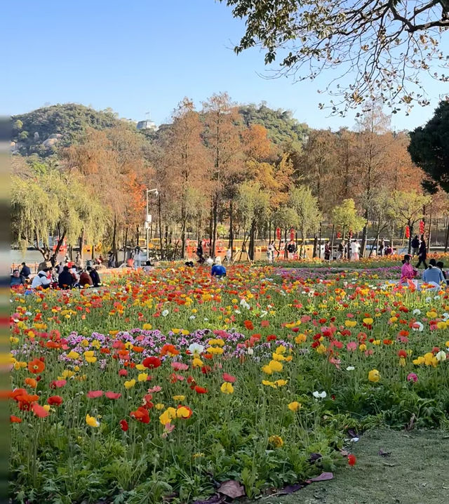 珠海都有夢幻莫奈花園，花開正盛