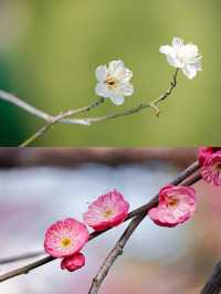 寧波賞梅一日遊‖打卡避坑攻略