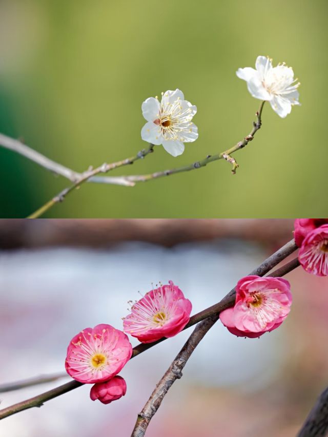 寧波賞梅一日遊‖打卡避坑攻略