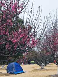 2.22實拍 | 莘莊梅園可以等等再來