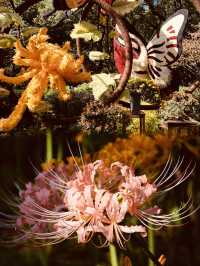貴州植物園，簡直不要太完美，寶子們我愛了這個植物園，太美了！