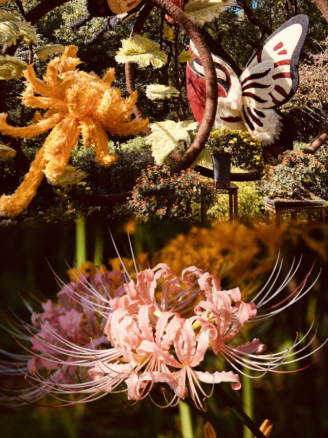 貴州植物園，簡直不要太完美，寶子們我愛了這個植物園，太美了！