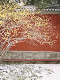 有多少人在等一場西安的大雪，雪落滿長安～
