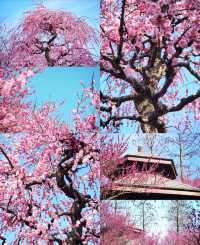 日湖公園