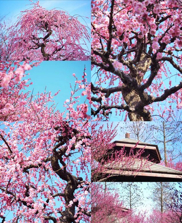 日湖公園